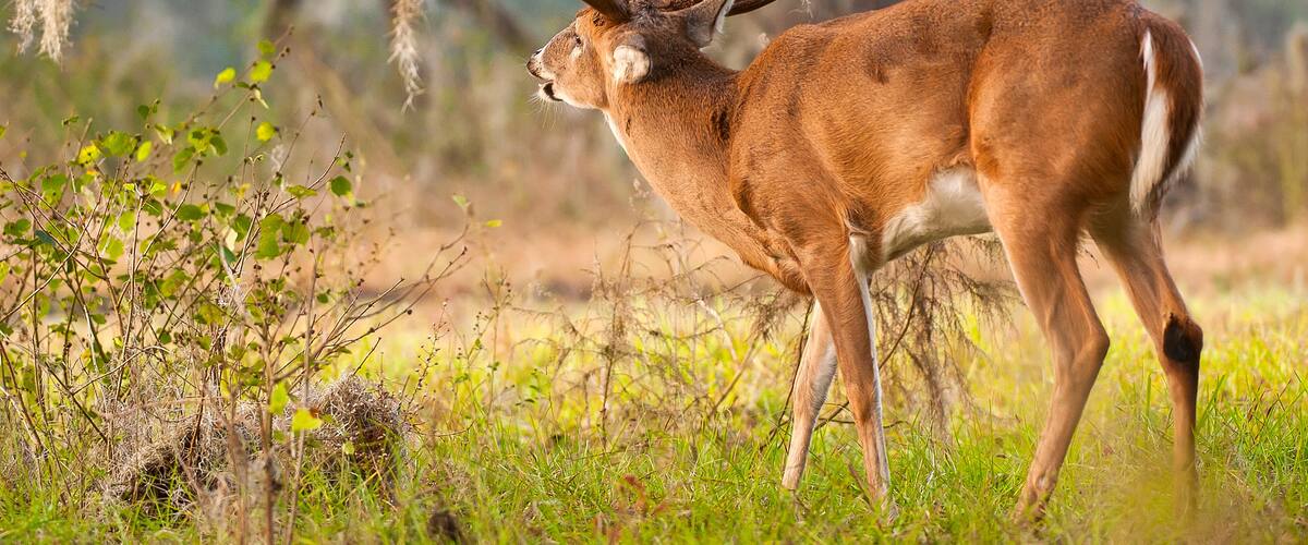 A deer with large antlers in a grassy field with trees and hanging moss.