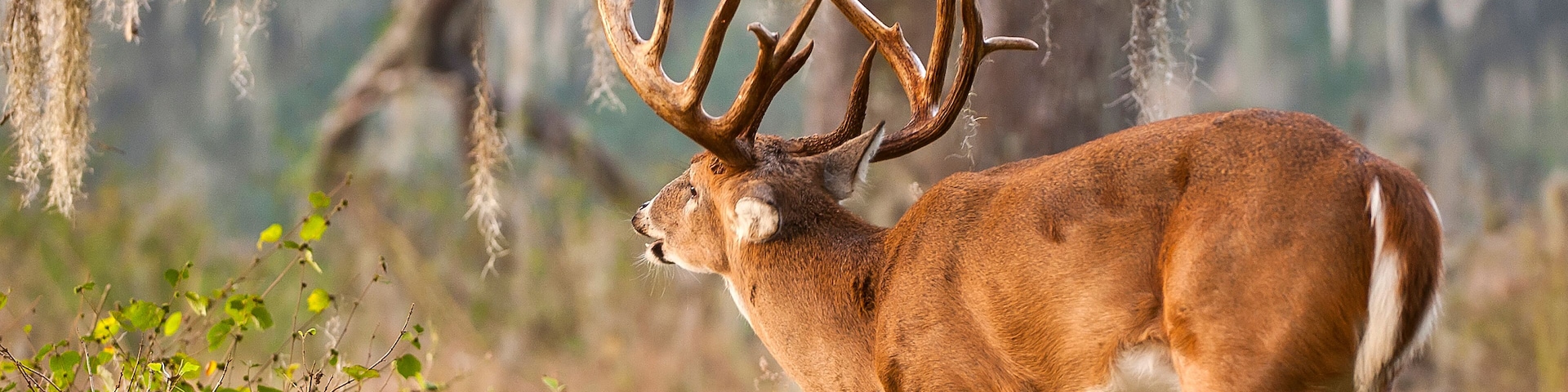 A deer with large antlers in a grassy field with trees and hanging moss.