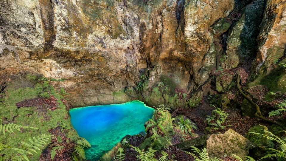 A natural pool surrounded by rocky cliffs and ferns.