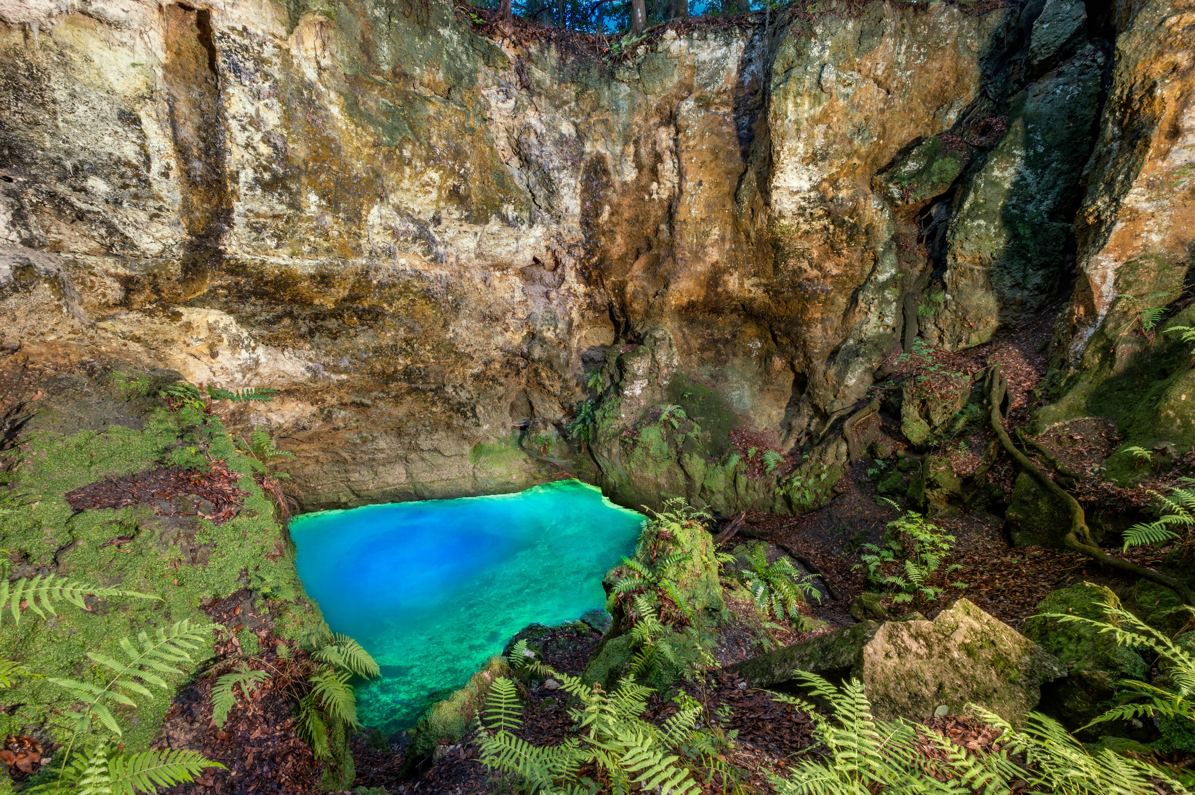 A natural pool surrounded by rocky cliffs and ferns.
