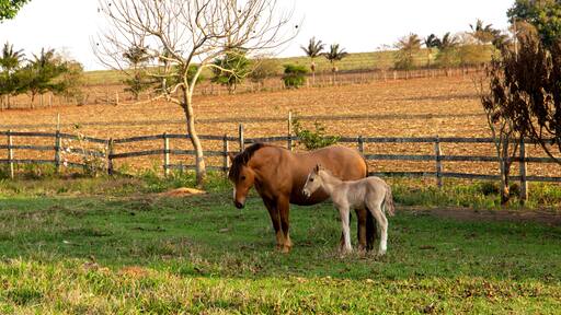 A beautiful brown mare and her foal in a farm pasture on a golden summer afternoon. with a beautiful mane
