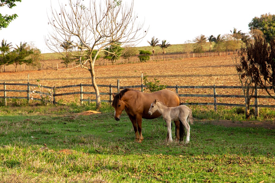 A beautiful brown mare and her foal in a farm pasture on a golden summer afternoon. with a beautiful mane