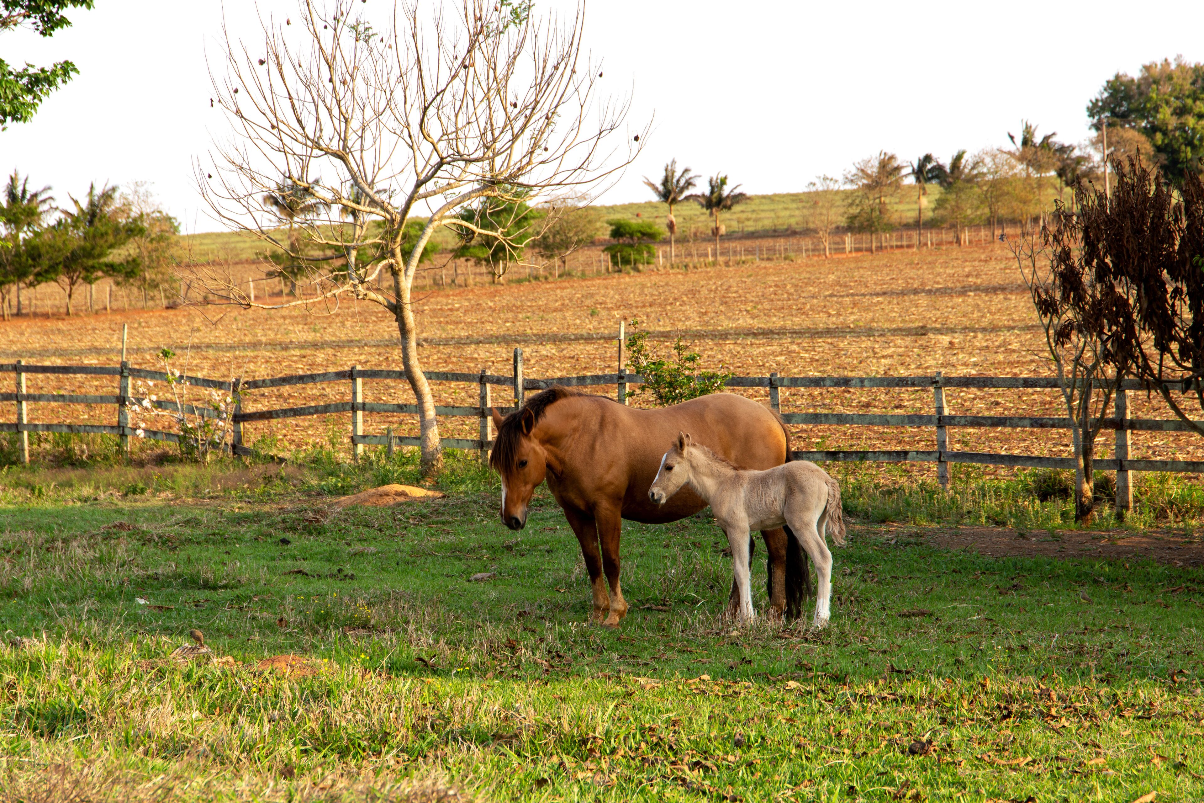 A horse and foal in a grassy field with a wooden fence and trees in the background.