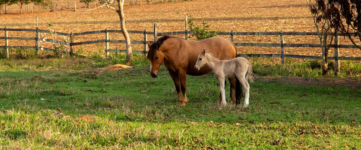 A horse and foal in a grassy field with a wooden fence and trees in the background.