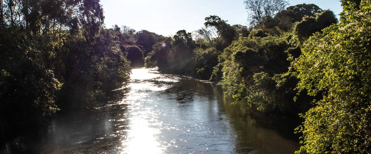 A river surrounded by dense foliage.