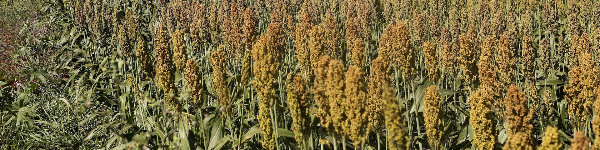 Fodder sorghum plantation in Jau city, Sao Paulo state, Brazil; Shutterstock ID 668791057; Purchase Order: -