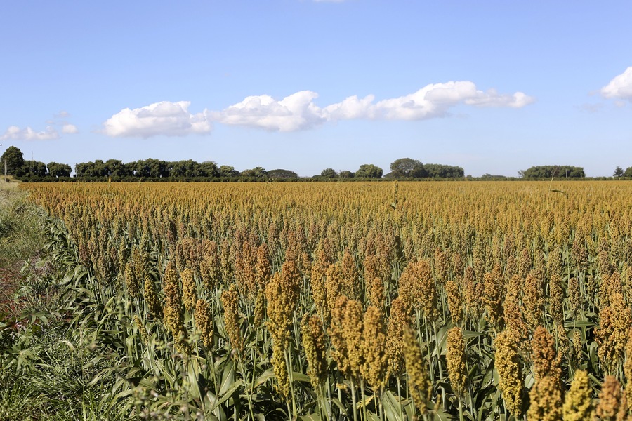 Fodder sorghum plantation in Jau city, Sao Paulo state, Brazil; Shutterstock ID 668791057; Purchase Order: -