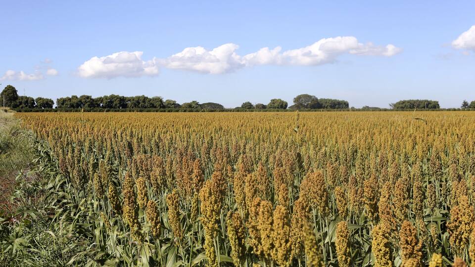 A vast field of golden crops under a clear blue sky.