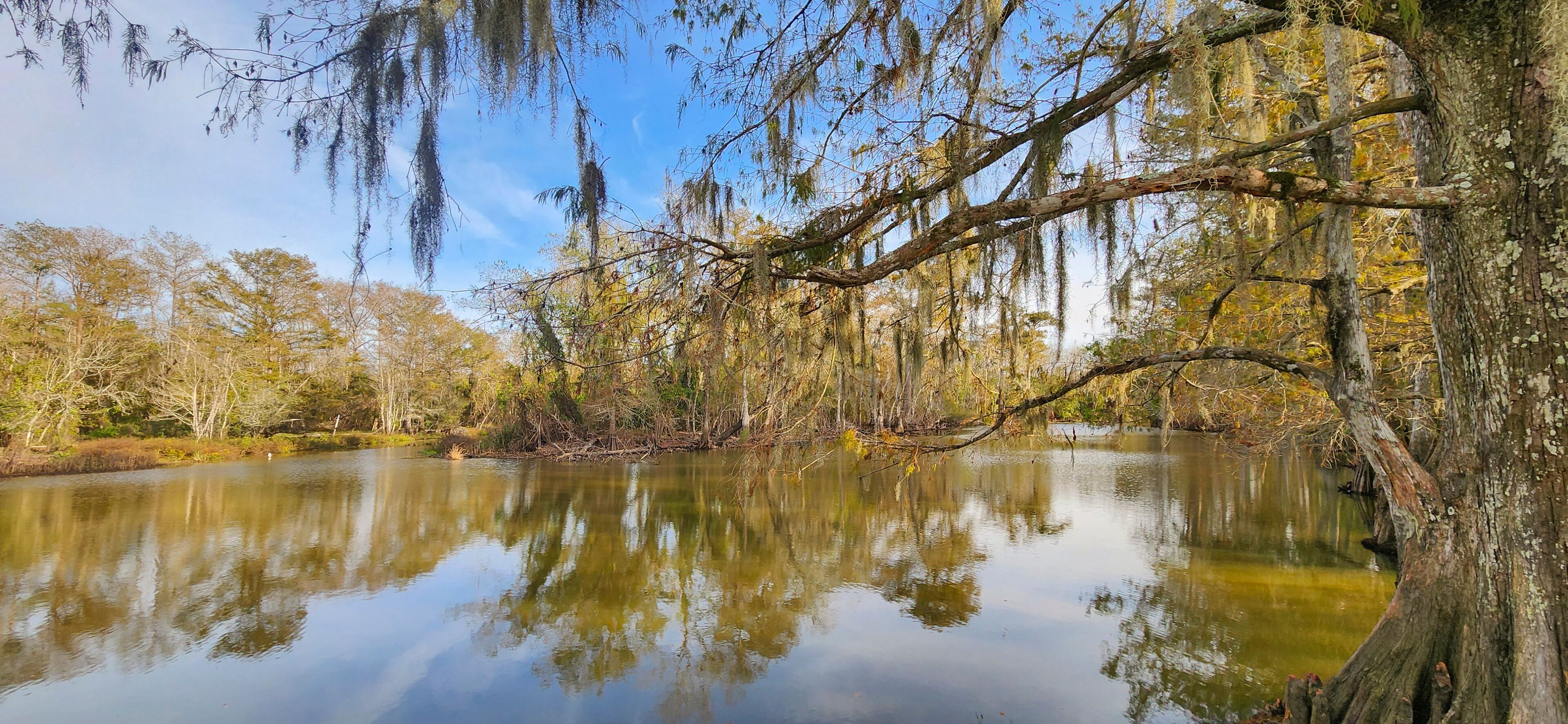 A scenic view of swamp landscape in the Lacassine Bayou in Louisiana. 
