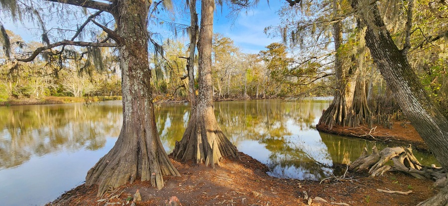 A scenic view of swamp landscape in the Lacassine Bayou in Louisiana.