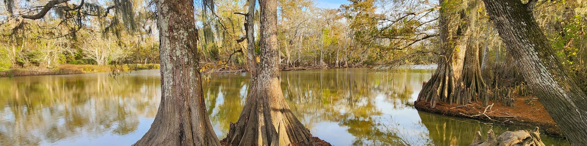 A scenic view of swamp landscape in the Lacassine Bayou in Louisiana.