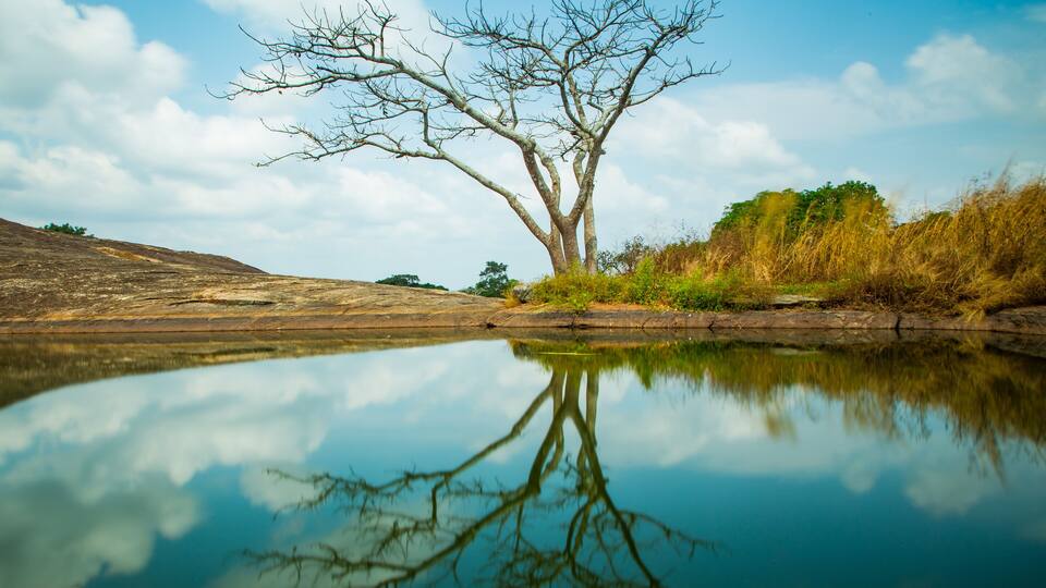 A calm lake with a tree reflection, surrounded by dry grass and a clear sky.