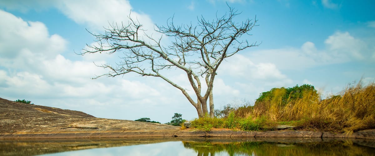 A calm lake with a tree reflection, surrounded by dry grass and a clear sky.