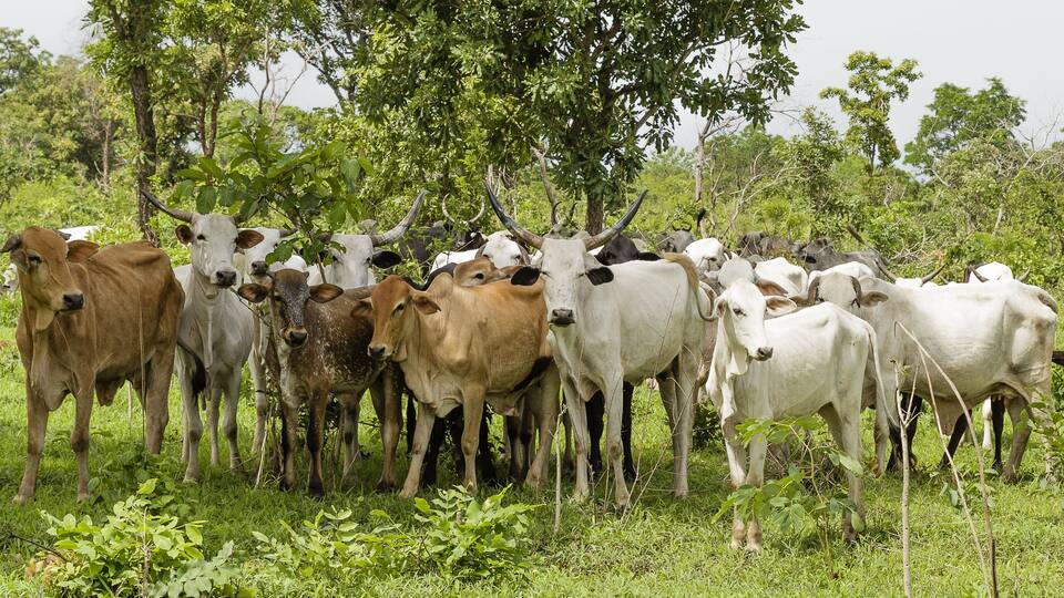 A herd of cattle in a lush green field with trees in the background.
