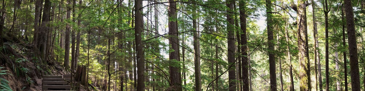 Wooden hiking trail in forest with tall trees. Beautiful summer hiking rainforest. Wooden boardwalk with staircase going up a valley. North Vancouver, Baden Powell Trail, BC, Canada. Selective focus.