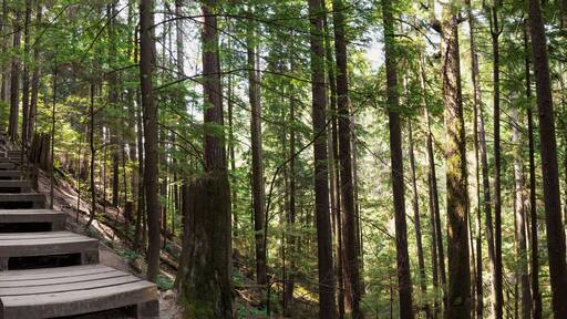 Wooden hiking trail in forest with tall trees. Beautiful summer hiking rainforest. Wooden boardwalk with staircase going up a valley. North Vancouver, Baden Powell Trail, BC, Canada. Selective focus.