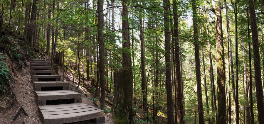 Wooden hiking trail in forest with tall trees. Beautiful summer hiking rainforest. Wooden boardwalk with staircase going up a valley. North Vancouver, Baden Powell Trail, BC, Canada. Selective focus.
