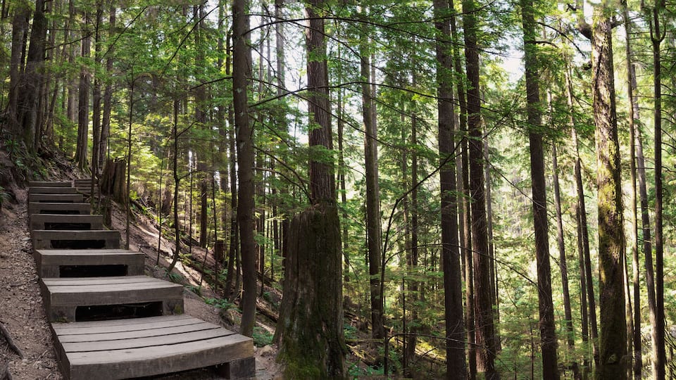 A wooden staircase in a dense forest with tall trees and ferns.