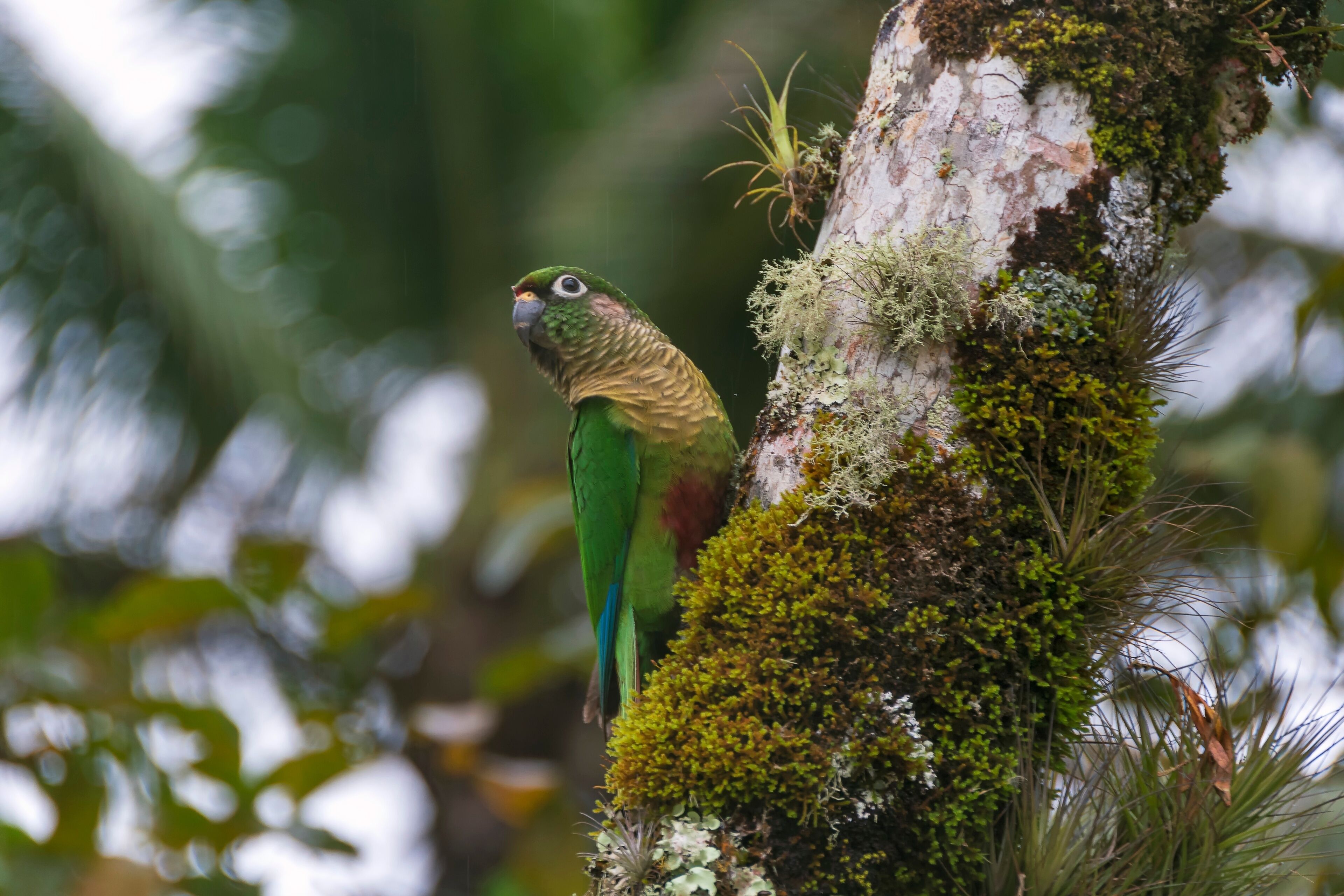 Tiriba de Testa Vermelha or Red-fronted Parakeet Bird (Pyrrhura frontalis) on the tree trunk in the rainforest on a rainy day. Pedro de Toledo, Brazil.