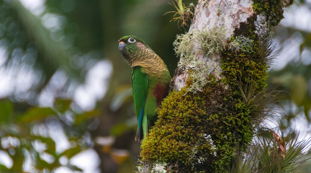 Tiriba de Testa Vermelha or Red-fronted Parakeet Bird (Pyrrhura frontalis) on the tree trunk in the rainforest on a rainy day. Pedro de Toledo, Brazil.