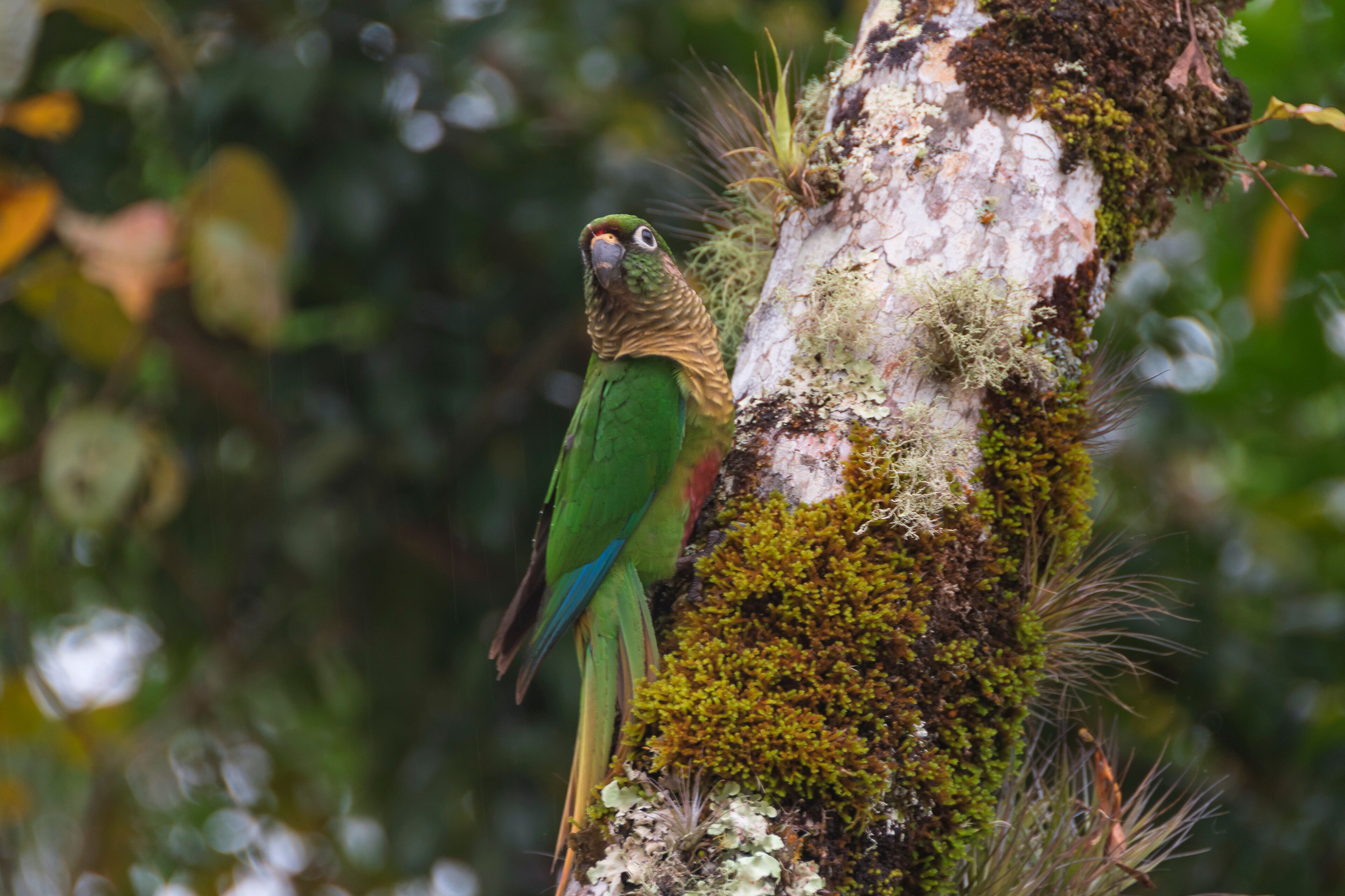 Tiriba de Testa Vermelha or Red-fronted Parakeet Bird (Pyrrhura frontalis) on the tree trunk in the rainforest on a rainy day. Pedro de Toledo, Brazil.