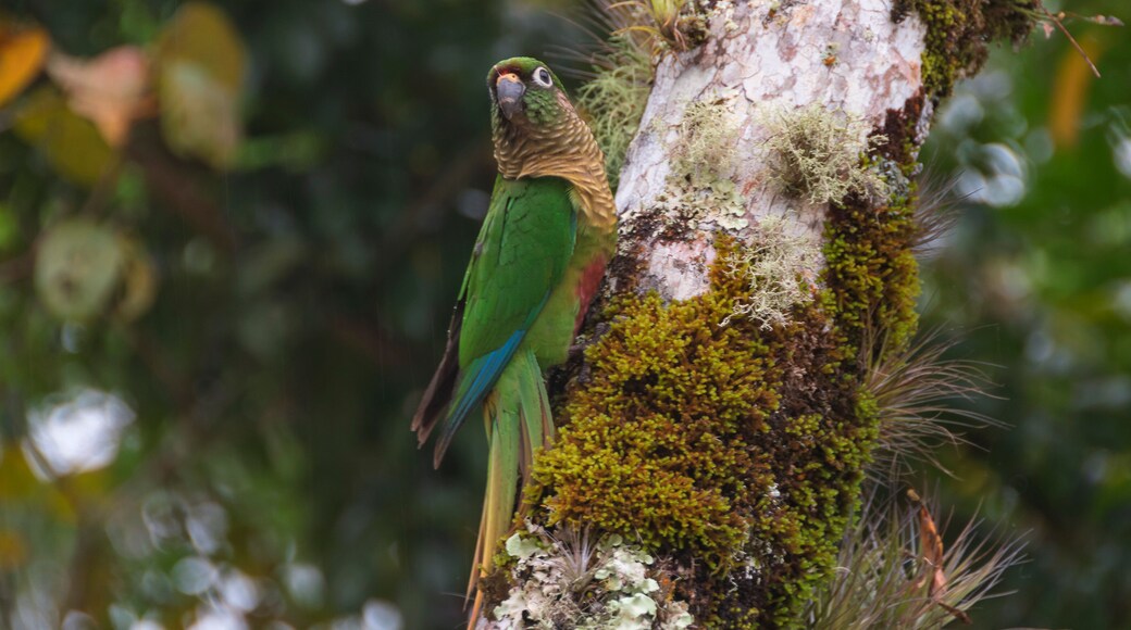 Tiriba de Testa Vermelha or Red-fronted Parakeet Bird (Pyrrhura frontalis) on the tree trunk in the rainforest on a rainy day. Pedro de Toledo, Brazil.