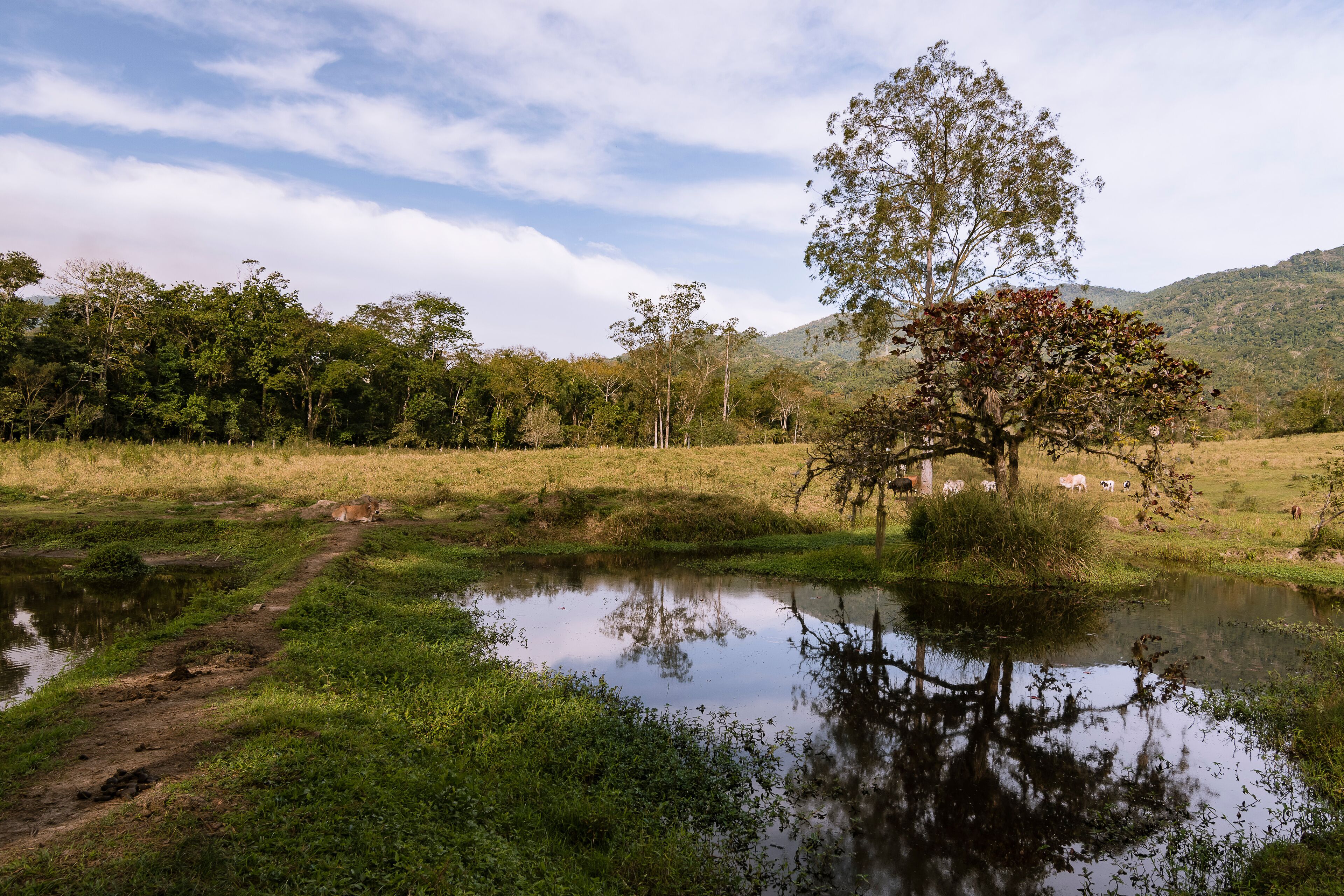 A serene landscape with a pond, a tree, and a grassy field with cattle grazing in the background.