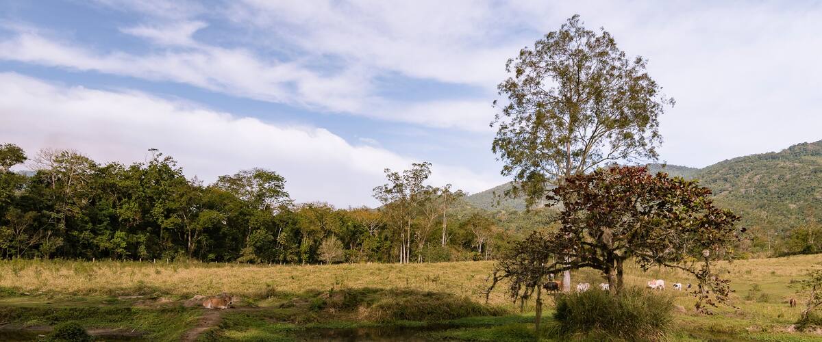 A serene landscape with a pond, a tree, and a grassy field with cattle grazing in the background.