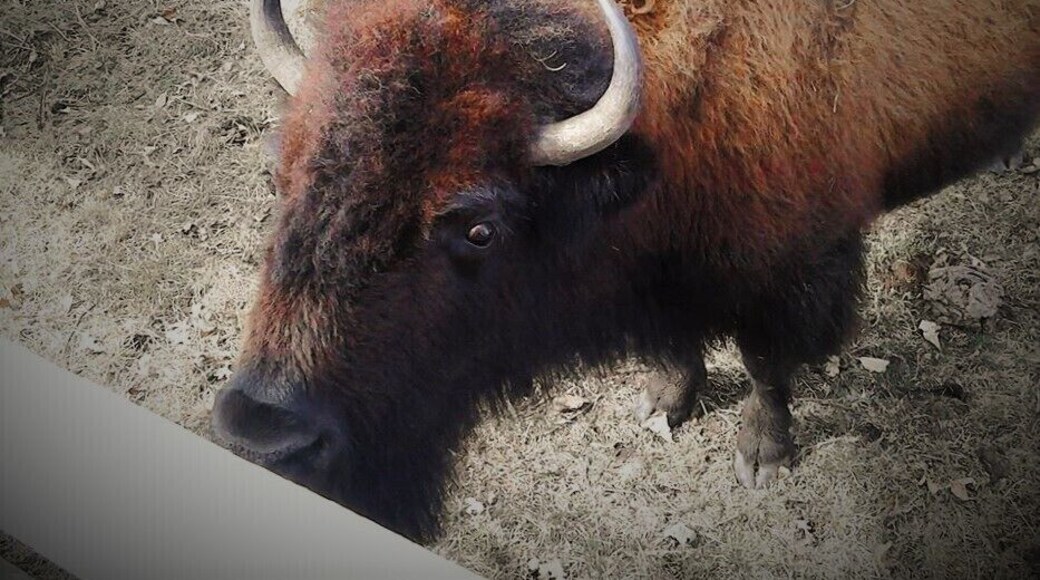 The Hawkeye Buffalo Farm in Fredericksburg Iowa is a hidden gem. The town of Fredericksburg itself is tiny. Even smaller than my home town. The winters are harsh so it makes for a great place for these buffalo to thrive.
The Farm is family owned and operated and it just so happens I am related to this family by marriage, so I was fortunate enough to get the family discount.
The tour started out in their little shop in one of the many barns. Martha our tour guide gives us a little information on the Buffalo and the area. After a smudging we climbed onto a wagon pulled by a tractor. Once we were all on the wagon we headed off in search of Buffalo.
The last time ( back in July) I took this tour it took us a while to find the Buffalo but the scenery is beautiful so it was no big deal.
After we found the Buffalo, or maybe they found us, we were able to feed them corn (still on the cob) that was provided by our knowledgeable tour guide. It is quite a thrill to be able to feed this huge creatures that have walked the earth for hundreds of years. The sheer size of them is intimidating and they definitely know how to throw their weight around.
After we ran out of corn and the Buffalo slowly lost interest we headed back towards the farm. The ride itself is an adventure.
Once back at the barn I suggest purchasing the Buffalo Jerky...it is AMAZING!!! Overall the Hawkeye Buffalo Farm is a great adventure for your family, a group, or even just yourself if you are looking for something different to experience.