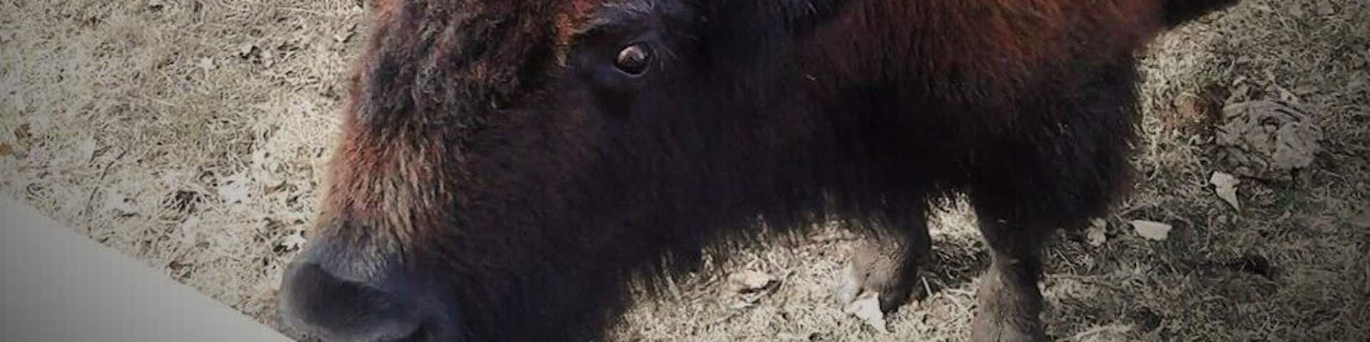 The Hawkeye Buffalo Farm in Fredericksburg Iowa is a hidden gem. The town of Fredericksburg itself is tiny. Even smaller than my home town. The winters are harsh so it makes for a great place for these buffalo to thrive.
The Farm is family owned and operated and it just so happens I am related to this family by marriage, so I was fortunate enough to get the family discount.
The tour started out in their little shop in one of the many barns. Martha our tour guide gives us a little information on the Buffalo and the area. After a smudging we climbed onto a wagon pulled by a tractor. Once we were all on the wagon we headed off in search of Buffalo.
The last time ( back in July) I took this tour it took us a while to find the Buffalo but the scenery is beautiful so it was no big deal.
After we found the Buffalo, or maybe they found us, we were able to feed them corn (still on the cob) that was provided by our knowledgeable tour guide. It is quite a thrill to be able to feed this huge creatures that have walked the earth for hundreds of years. The sheer size of them is intimidating and they definitely know how to throw their weight around.
After we ran out of corn and the Buffalo slowly lost interest we headed back towards the farm. The ride itself is an adventure.
Once back at the barn I suggest purchasing the Buffalo Jerky...it is AMAZING!!! Overall the Hawkeye Buffalo Farm is a great adventure for your family, a group, or even just yourself if you are looking for something different to experience.