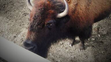 The Hawkeye Buffalo Farm in Fredericksburg Iowa is a hidden gem. The town of Fredericksburg itself is tiny. Even smaller than my home town. The winters are harsh so it makes for a great place for these buffalo to thrive.
The Farm is family owned and operated and it just so happens I am related to this family by marriage, so I was fortunate enough to get the family discount.
The tour started out in their little shop in one of the many barns. Martha our tour guide gives us a little information on the Buffalo and the area. After a smudging we climbed onto a wagon pulled by a tractor. Once we were all on the wagon we headed off in search of Buffalo.
The last time ( back in July) I took this tour it took us a while to find the Buffalo but the scenery is beautiful so it was no big deal.
After we found the Buffalo, or maybe they found us, we were able to feed them corn (still on the cob) that was provided by our knowledgeable tour guide. It is quite a thrill to be able to feed this huge creatures that have walked the earth for hundreds of years. The sheer size of them is intimidating and they definitely know how to throw their weight around.
After we ran out of corn and the Buffalo slowly lost interest we headed back towards the farm. The ride itself is an adventure.
Once back at the barn I suggest purchasing the Buffalo Jerky...it is AMAZING!!! Overall the Hawkeye Buffalo Farm is a great adventure for your family, a group, or even just yourself if you are looking for something different to experience.