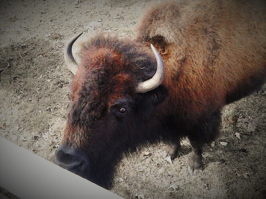 A bison with prominent horns and thick fur standing on a dirt ground.