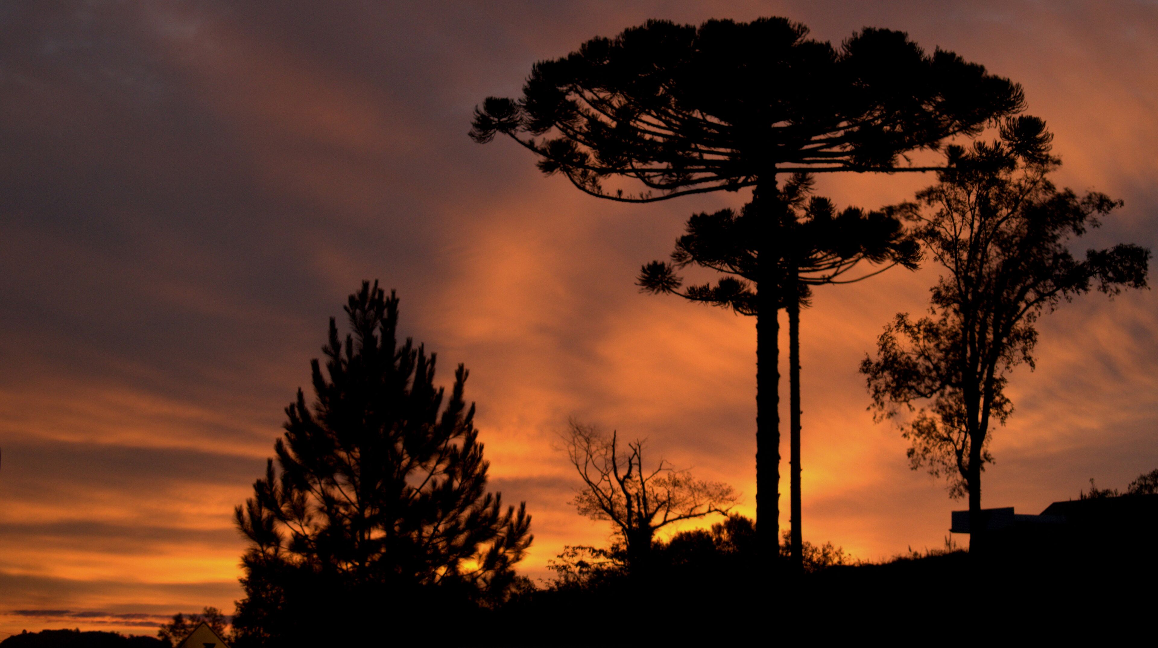 A silhouette of a tall tree against a sunset sky.