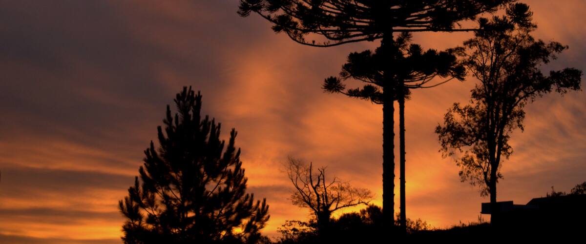 A silhouette of a tall tree against a sunset sky.