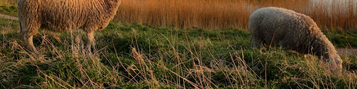Sheep grazing on a meadow overlooking the fortified walls surrounding Veere, Zeeland, Netherlands, with a traditional windmill in the background