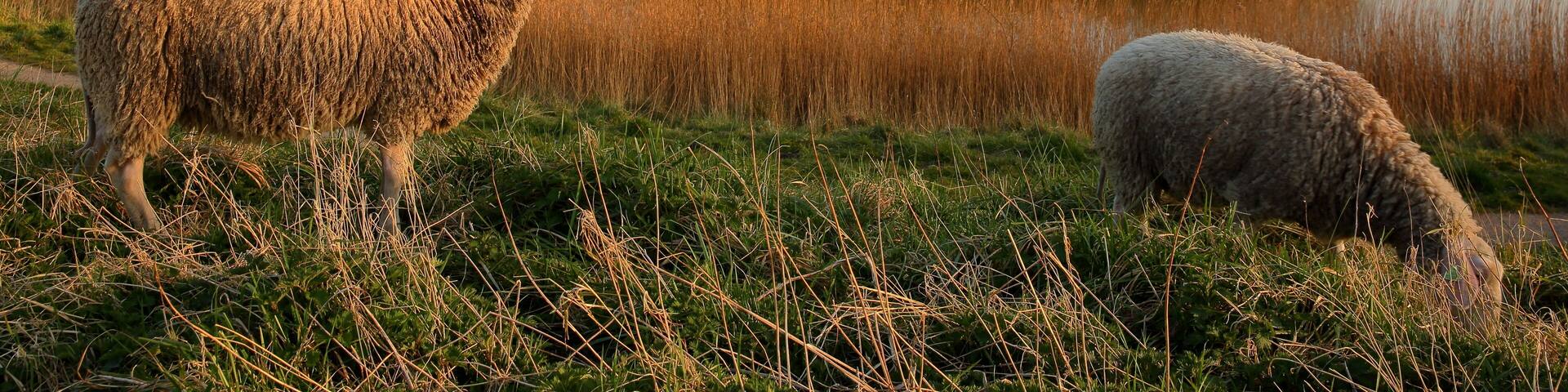 Sheep grazing on a meadow overlooking the fortified walls surrounding Veere, Zeeland, Netherlands, with a traditional windmill in the background