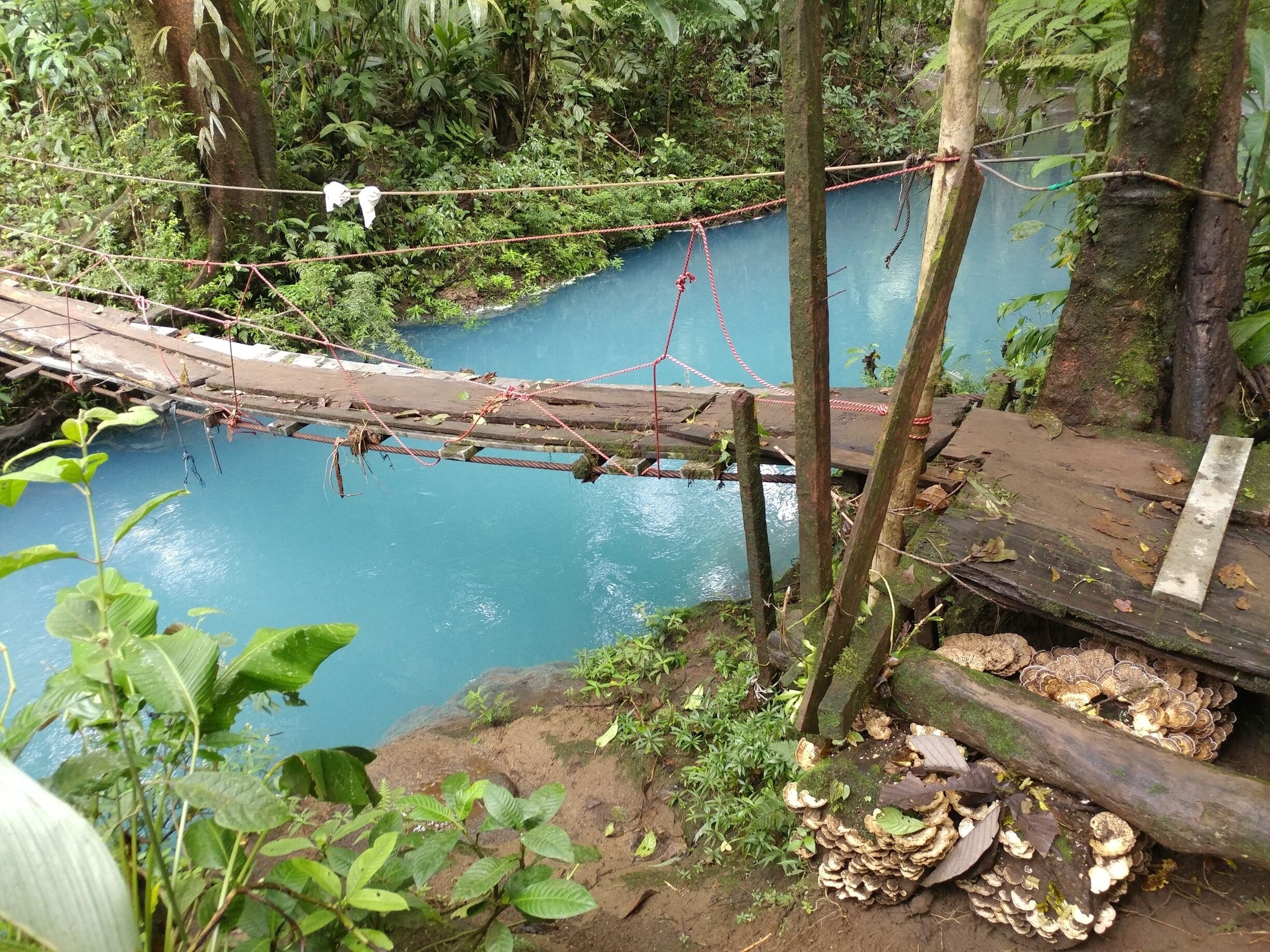A footbridge along the hike to the confluence of the Río Celeste.

Here's how the blue happens:

The waters of the Buenavista River contain a high concentration of aluminosilicate particles, when those particles encounter the Low pH of the Sour Creek, the particles enlarge and reflect this brilliant blue color that carries down the Río Celeste.