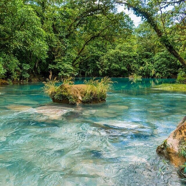 A clear river surrounded by dense green foliage.