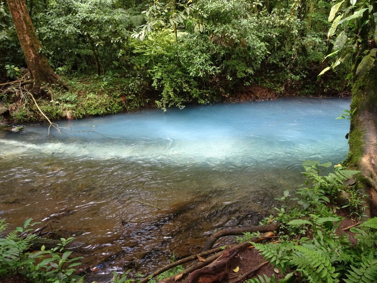 A clear stream surrounded by dense green foliage.