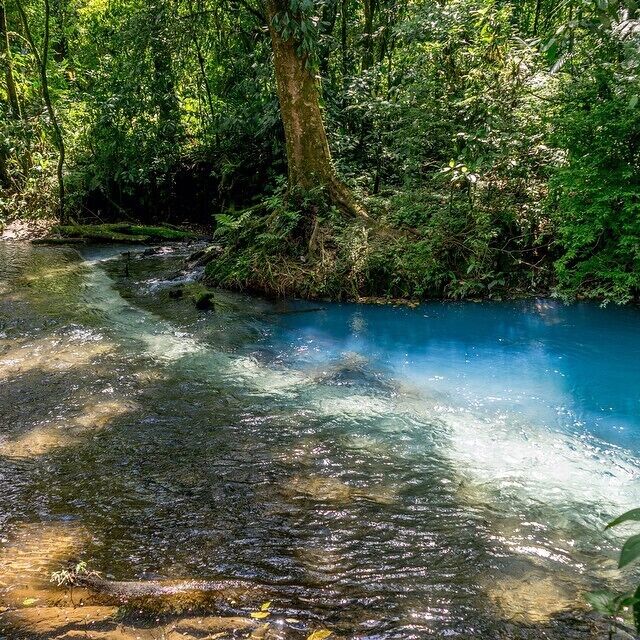 A clear stream with a blue hue, surrounded by dense green foliage.