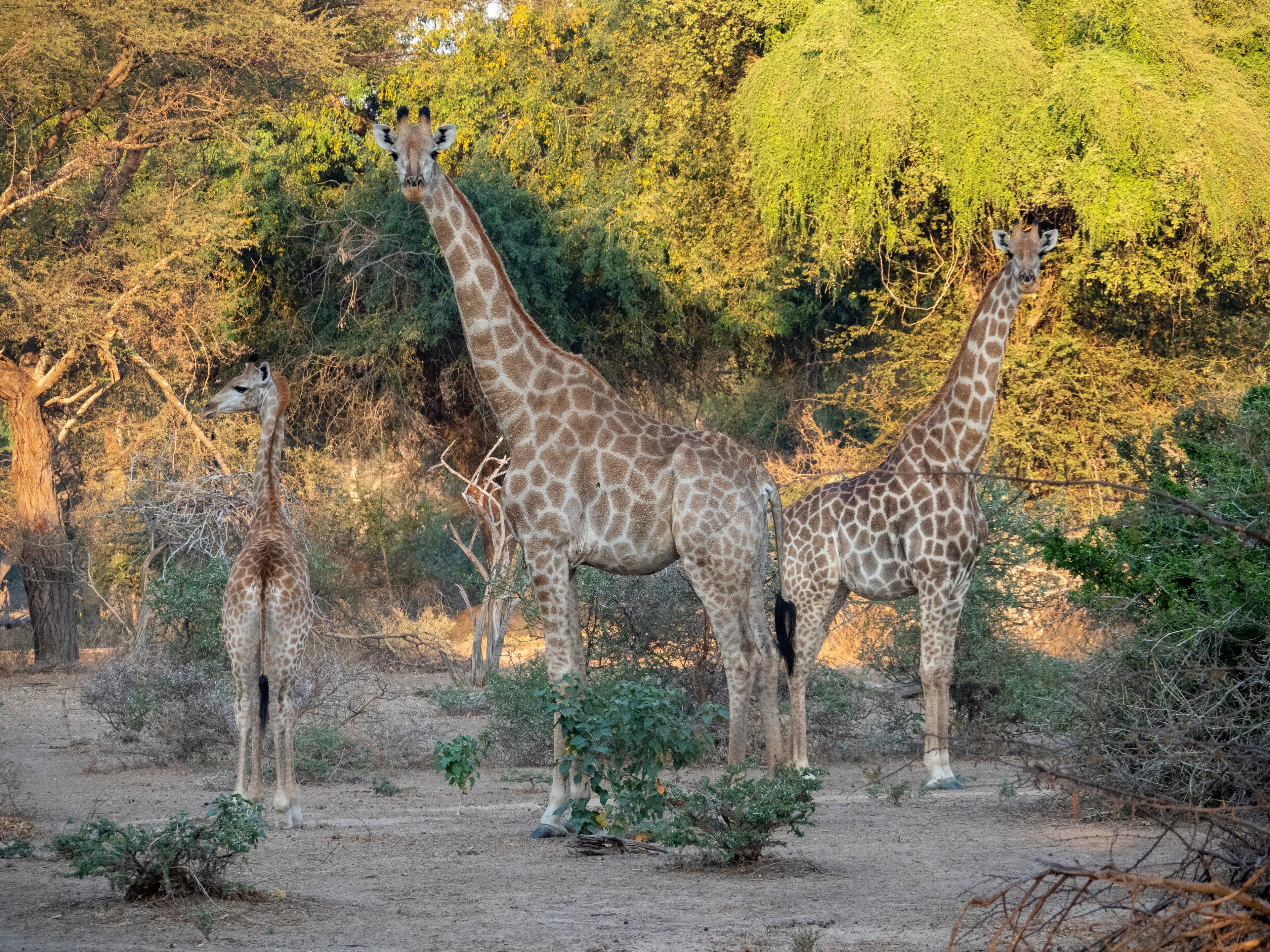 세이브 밸리 보호구역
