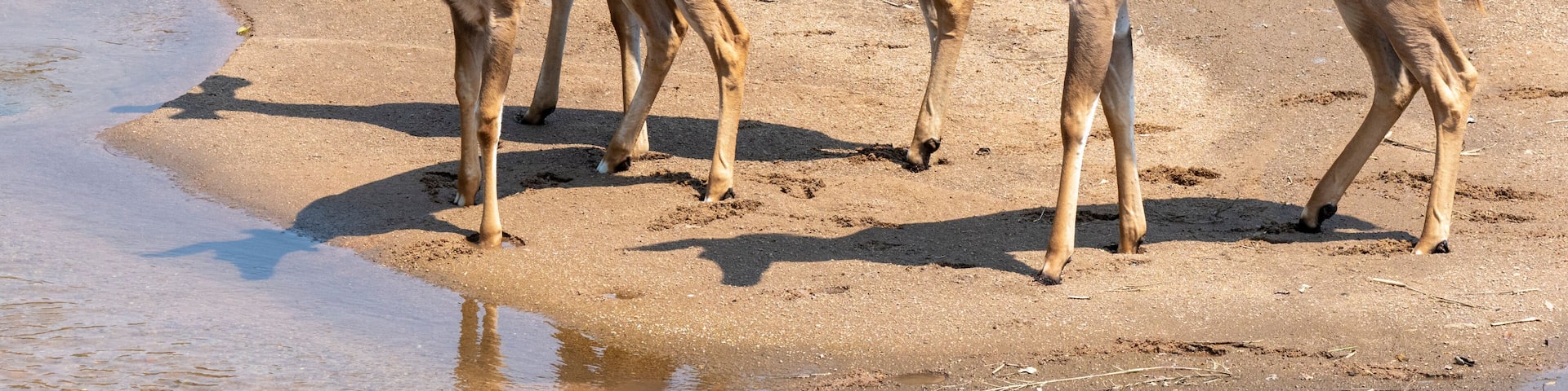 Adult female greater kudus (Tragelaphus strepsiceros), with young in the Save Valley Conservancy