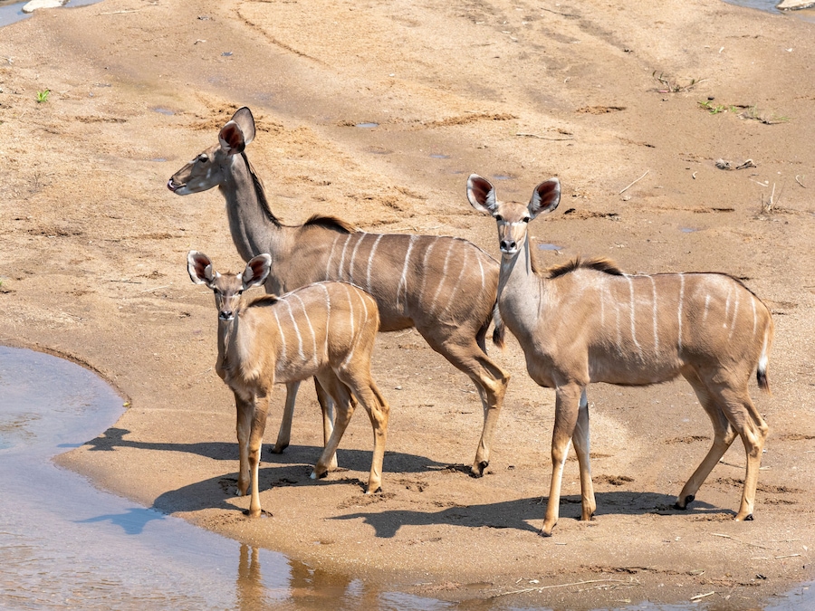 Adult female greater kudus (Tragelaphus strepsiceros), with young in the Save Valley Conservancy
