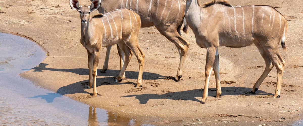 Three antelopes standing near a waterhole in a dry, sandy landscape.