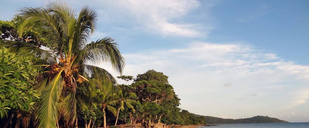 A sandy beach with palm trees and a calm sea.