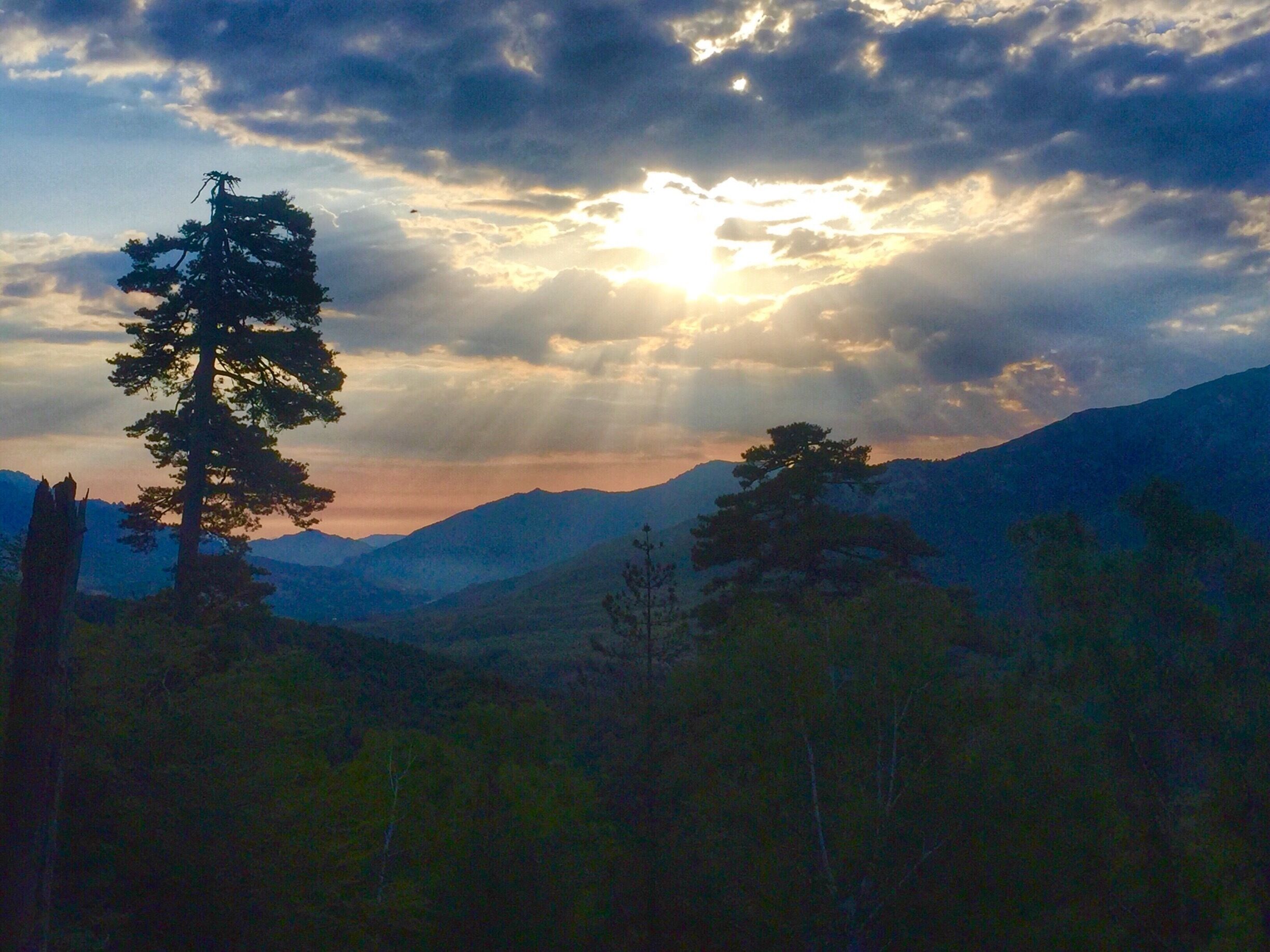 A mountain landscape with a prominent pine tree in the foreground and the sun setting behind clouds.