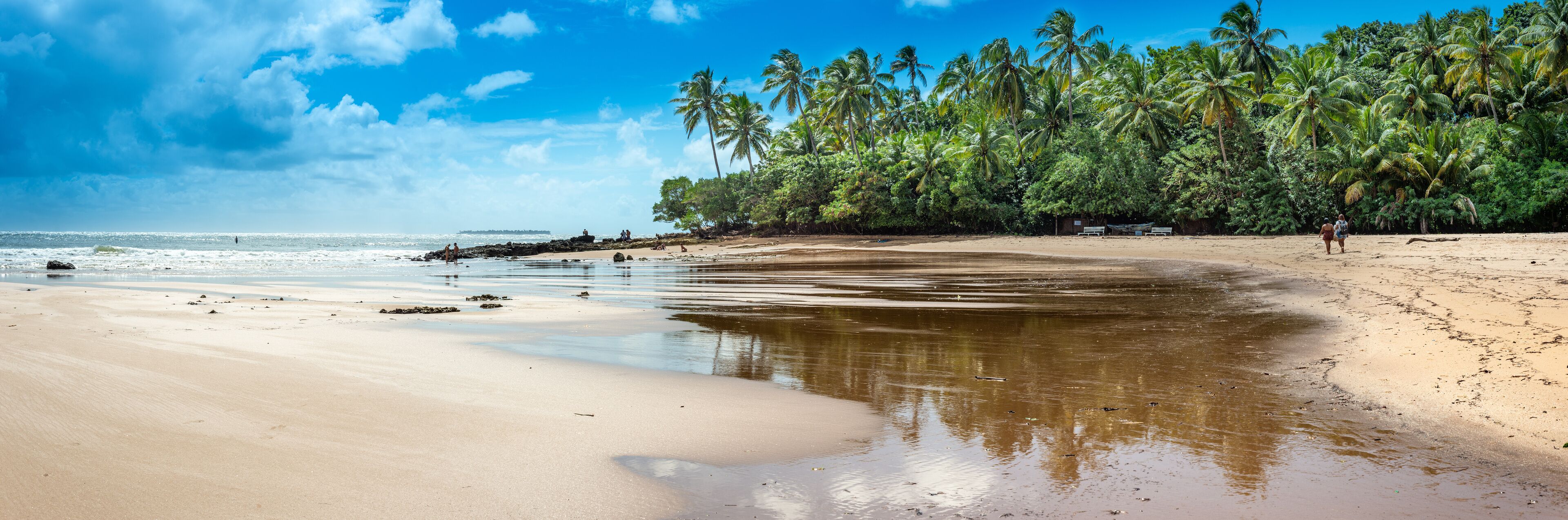 A beach with a calm sea, sandy shore, and a line of palm trees.