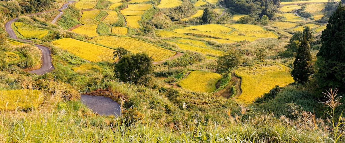 Idyllic scenery of terrace paddy fields on the hillside with golden rice crops bathed in bright sunlight before harvesting on a sunny autumn day, in Hoshi Mountain Pass in Tokamachi, Niigata, Japan