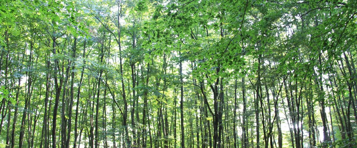 A dense forest with tall trees and sunlight filtering through the canopy.