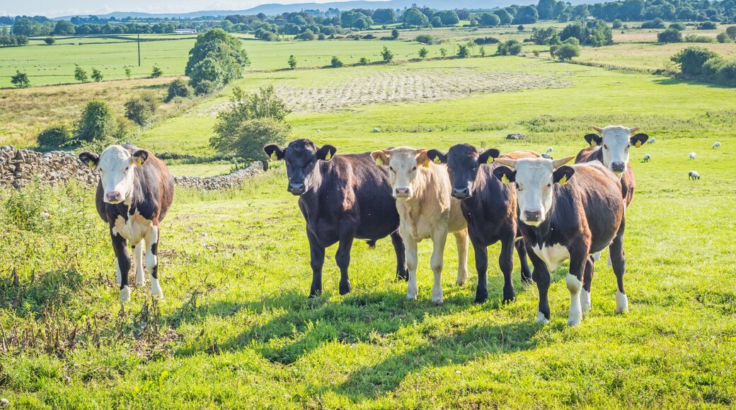Irish Cows in a Meadow